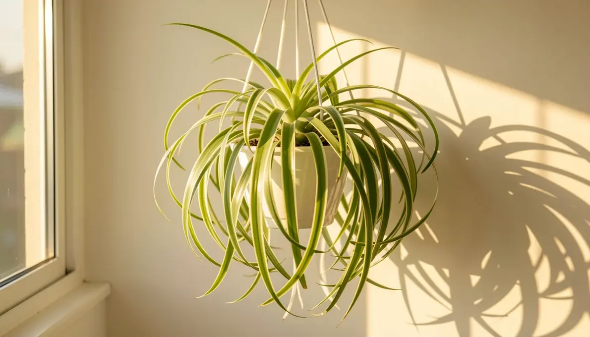 CLOROFITO: A planta-aranha que purifica o ar e não morre (Fácil)